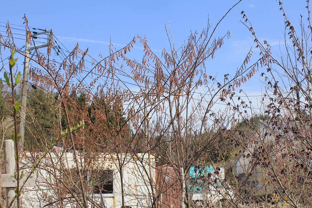 分野別詳細ページ